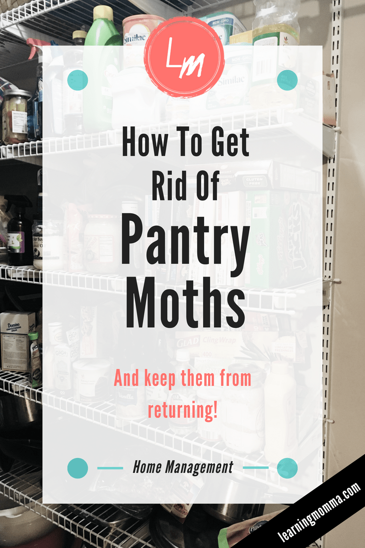 How to Get Rid of Pantry Moths - 5 Steps To A Moth-Free Kitchen