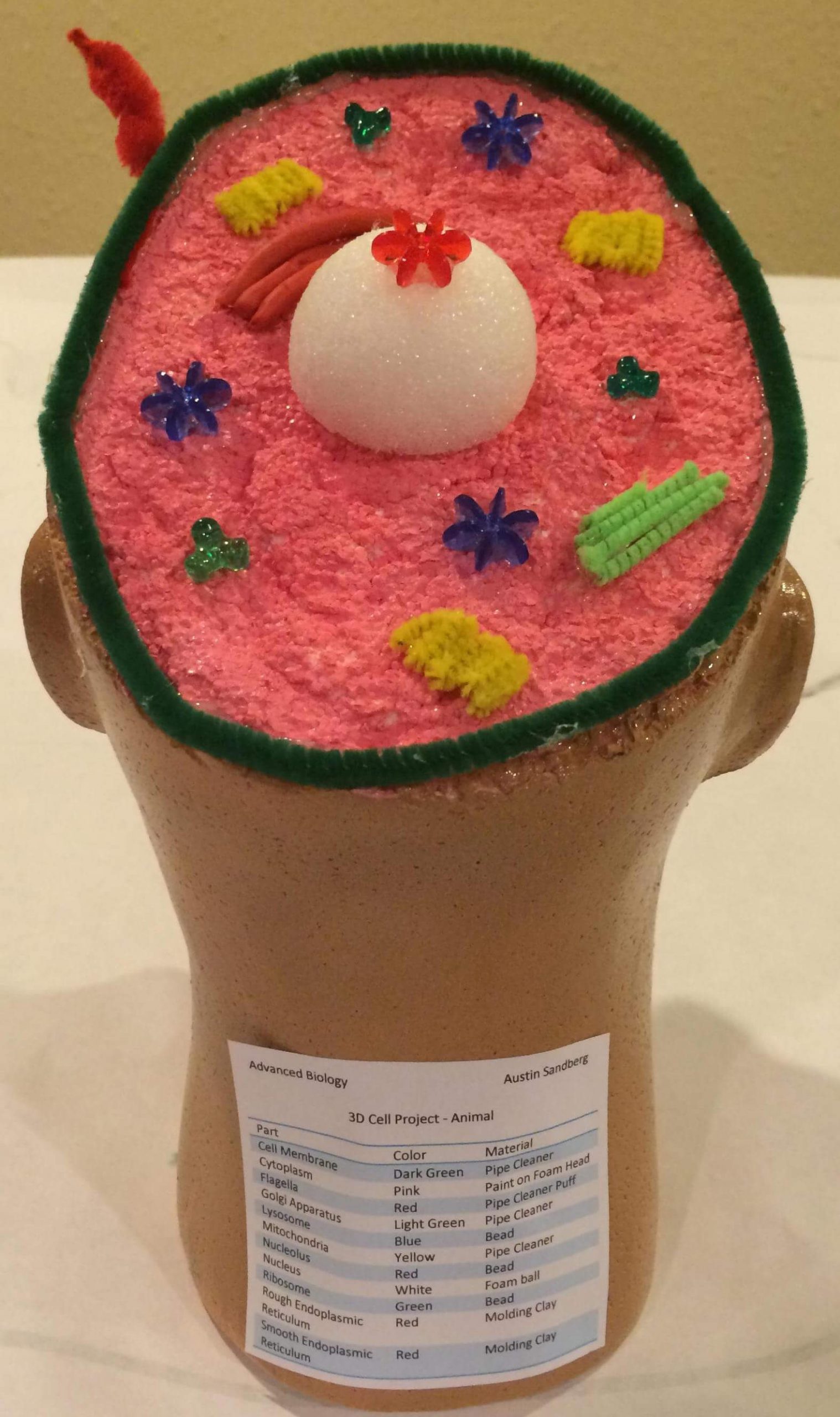 easy-and-simple-3-d-animal-cell-model-craft-idea-for-school-scaled-1 Easy & Simple 3-D Animal Cell Model Craft Idea For SchoolStyrofoam Ball Science Projects