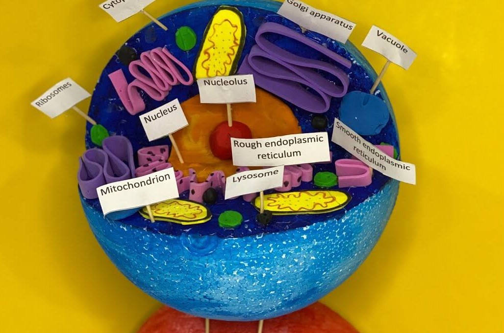 easy-to-make-animal-cell-model-project-with-styrofoam-ball Easy-To-Make Animal Cell Model Project With Styrofoam BallStyrofoam Ball Science Projects