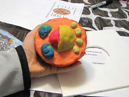 make-an-easy-cell-model-project-idea-for-school Make An Easy Cell Model Project Idea For School