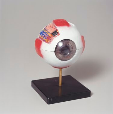 simple-and-easy-eyeball-model-project-idea-using-styrofoam-ball Simple & Easy Eyeball Model Project Idea Using Styrofoam BallStyrofoam Ball Science Projects